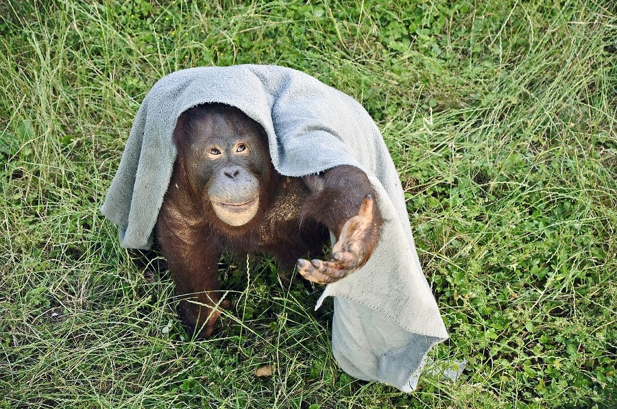Orangutan Nanga sa pred