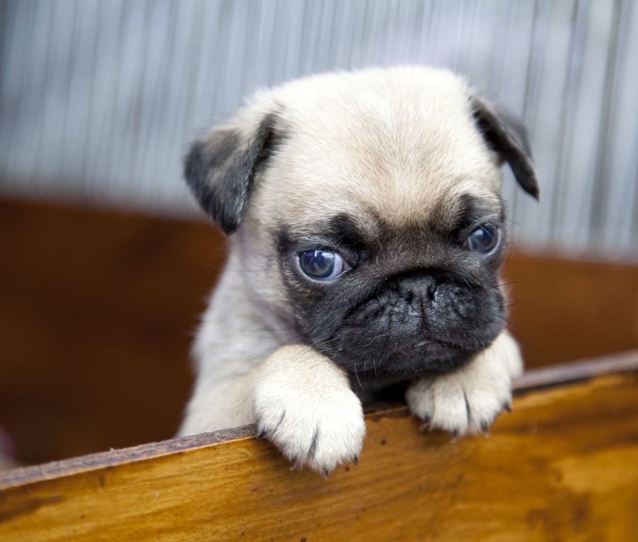 pug puppy climbing out