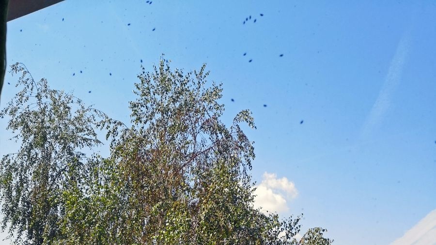 Dotieravý hmyz sa usádza na brezách.