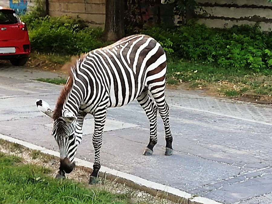 Zebra na úteku bola