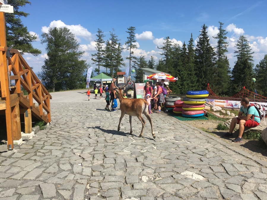 Turisti mali z jeleňa