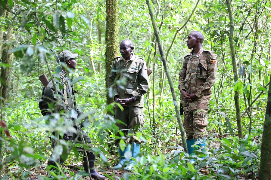 Kibale Forest, Uganda –