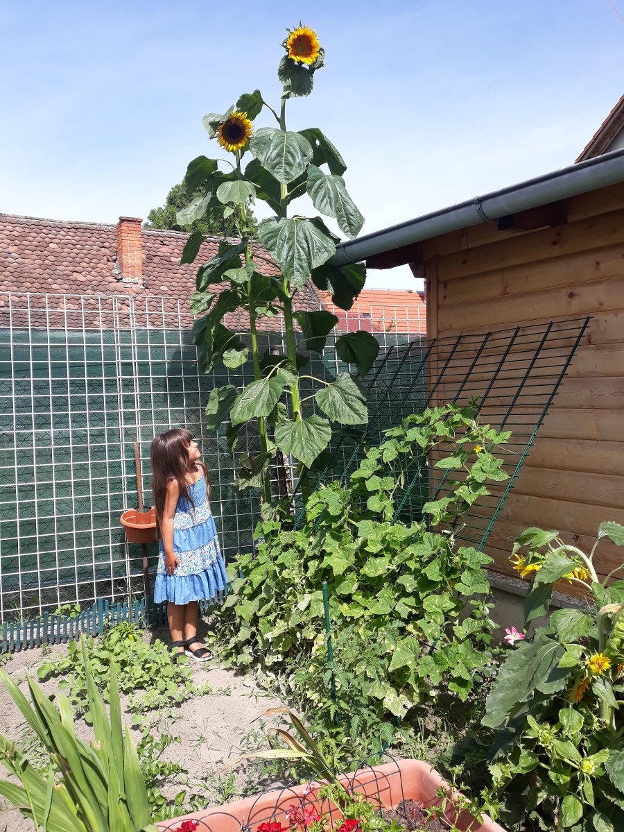 Gabriela sadila slnečnice spolu