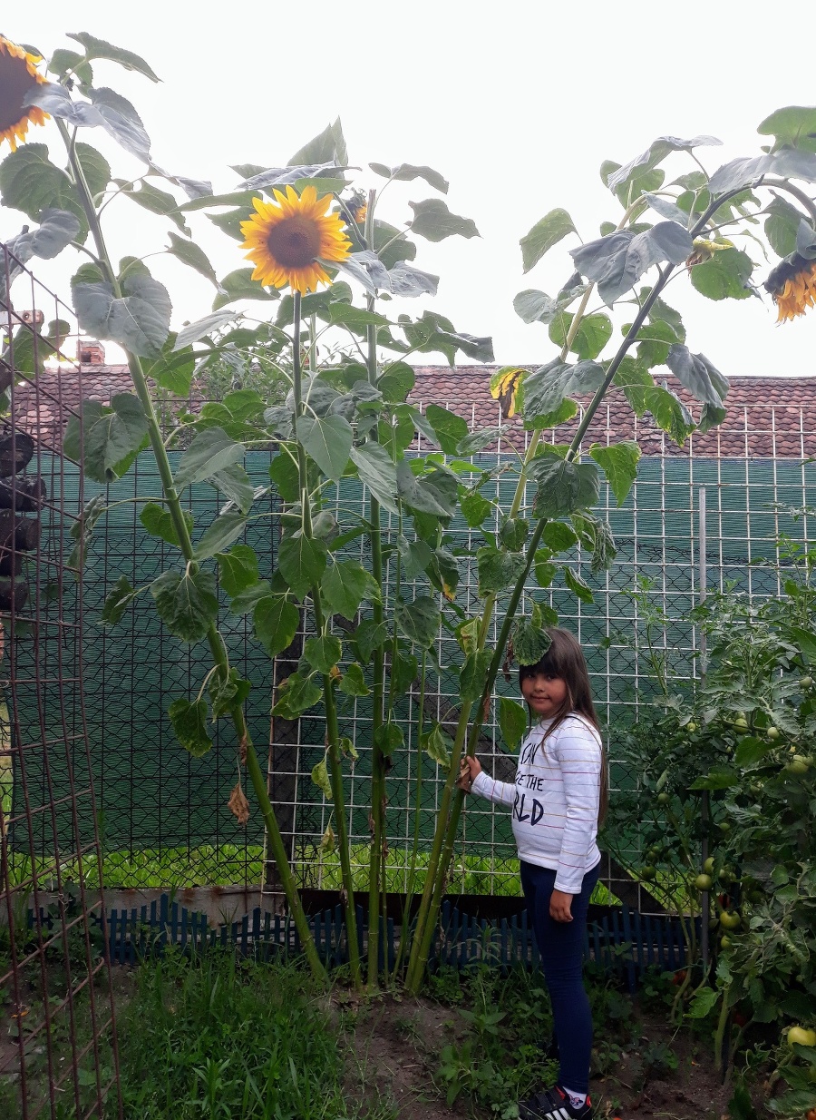 Gabriela sadila slnečnice spolu