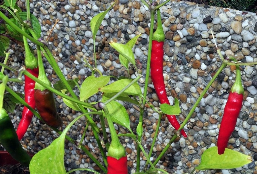 Pestuje aj chilli papričky.