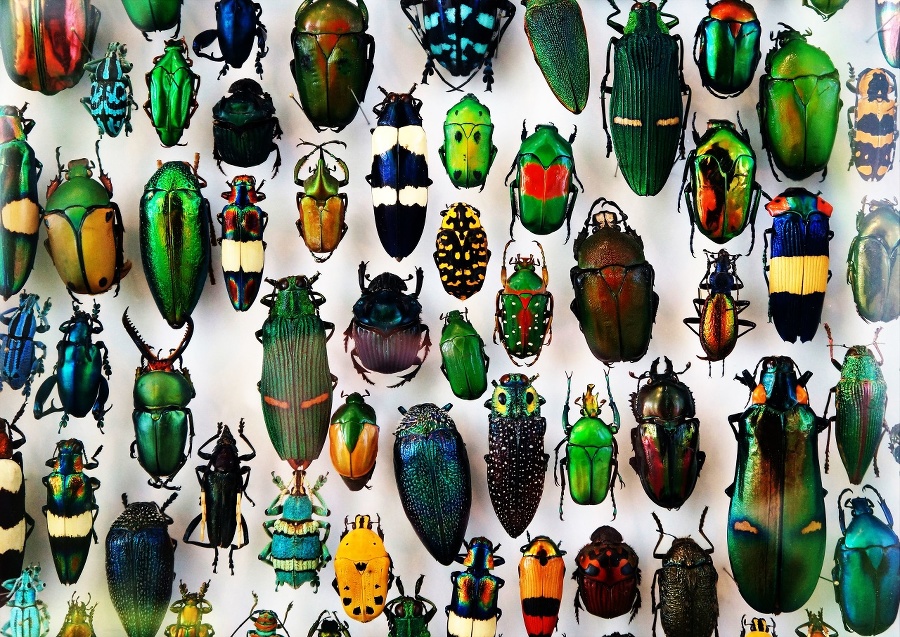 Beetle collection, beautiful colors