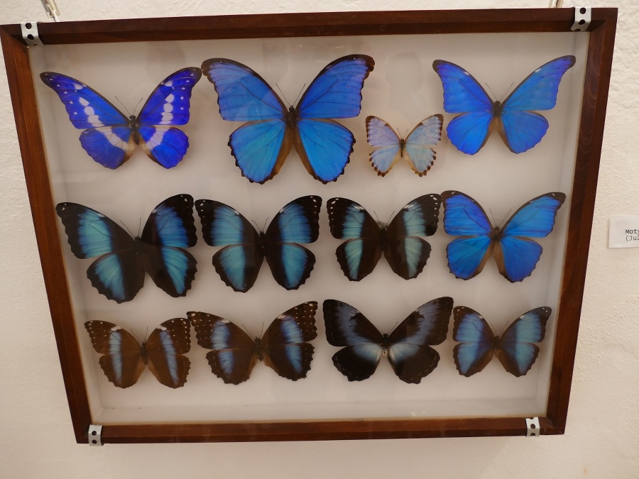 Výstava motýľov vo Veľkom