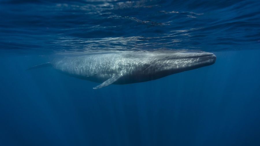 Blue Whale and Calf