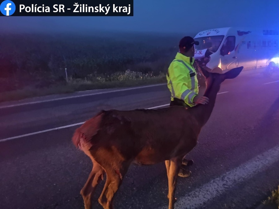 Policajtov čakala kuriózna nehoda.