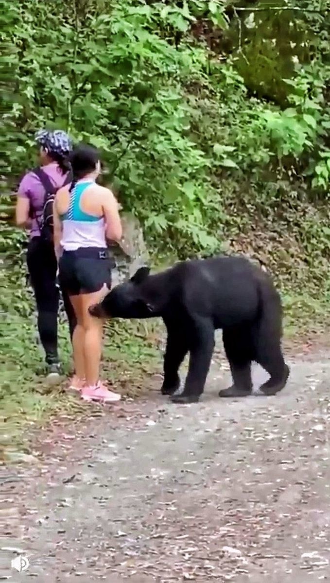 Medveď turistke oňuchával najprv