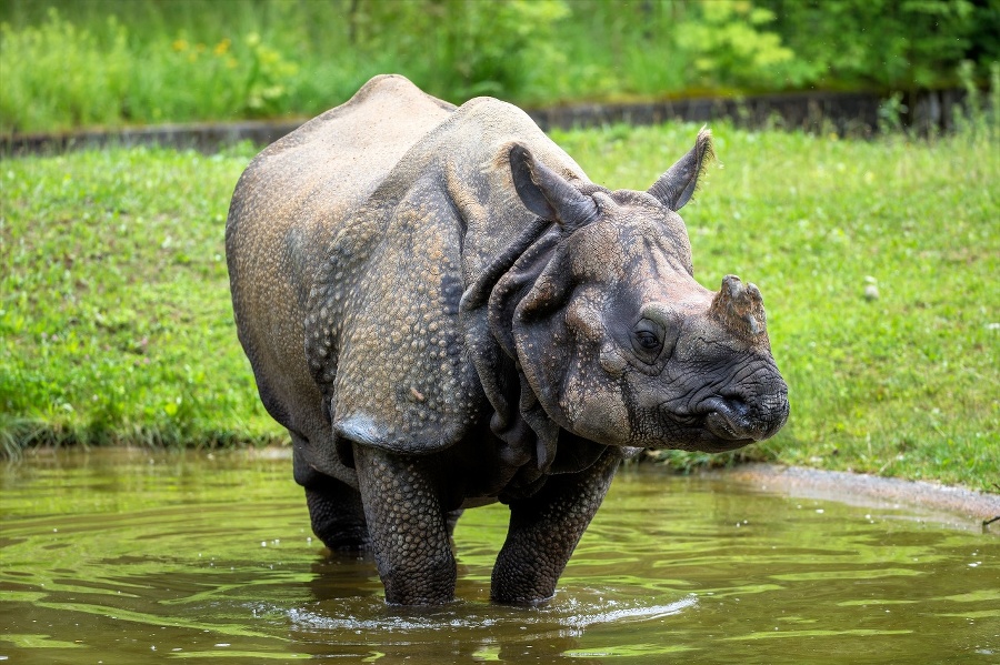 The Indian Rhinoceros, Rhinoceros