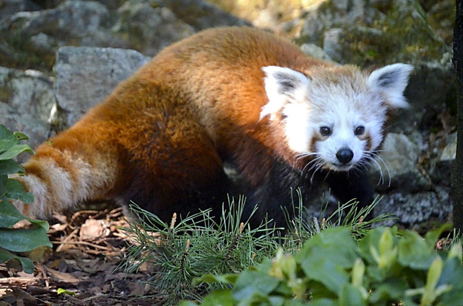 Panda červená