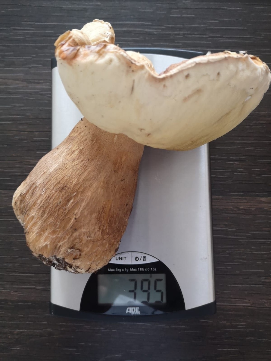 Dubák vážil 395 gramov.
