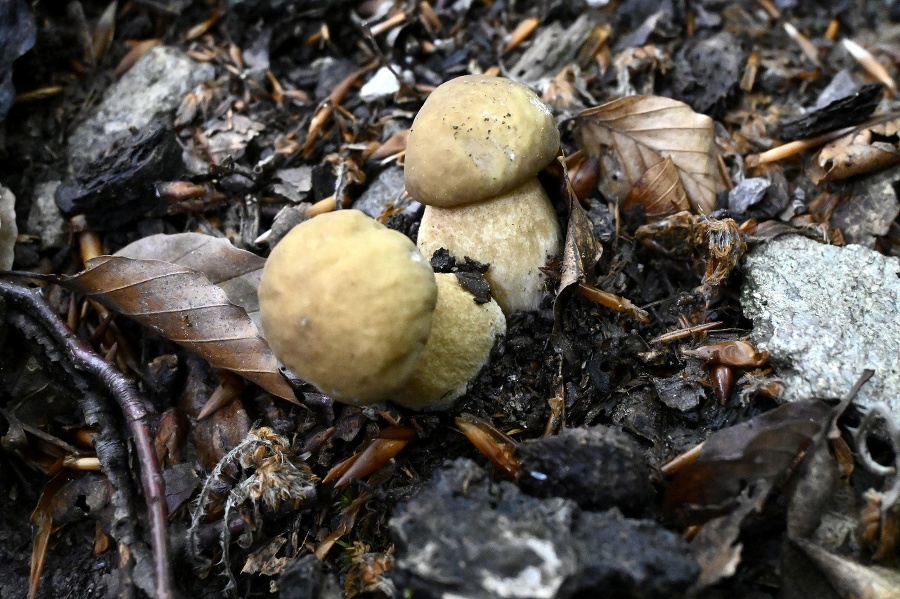 Hríb dubový (Boletus reticulatus) v lese pri obci Kálnica.