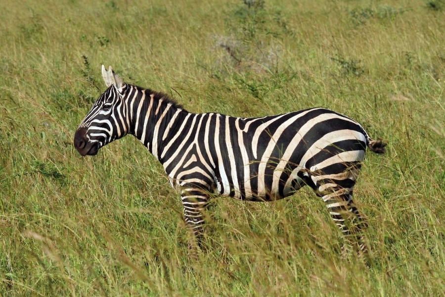 Bojnická zoologická záhrada získala