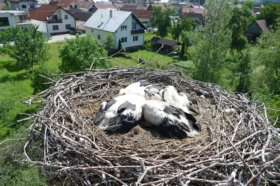 Rodina bociana bieleho počas