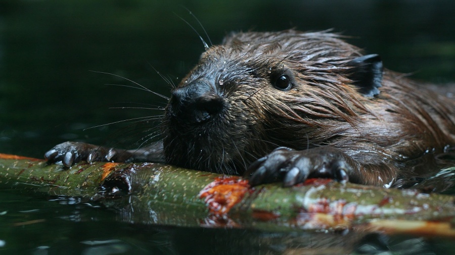 A beaver building a