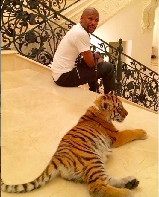 Floyd Mayweather dostal tigra