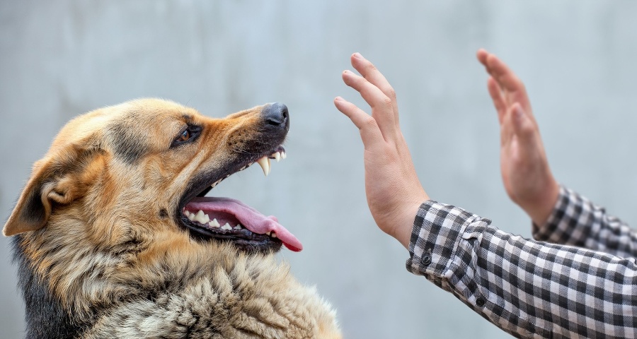 A male German shepherd