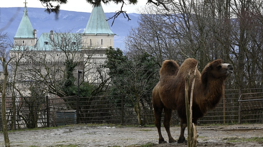 Národná zoo zaznamenala počas