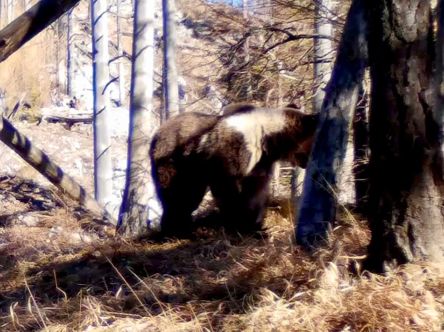 Takéhoto maca zachytila fotopasca.