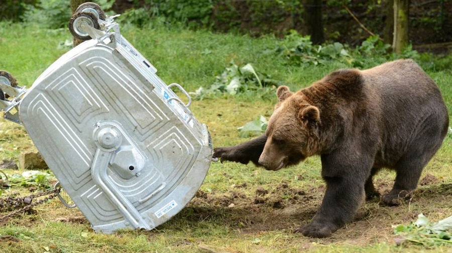 Medvede obľubujú odpadky.