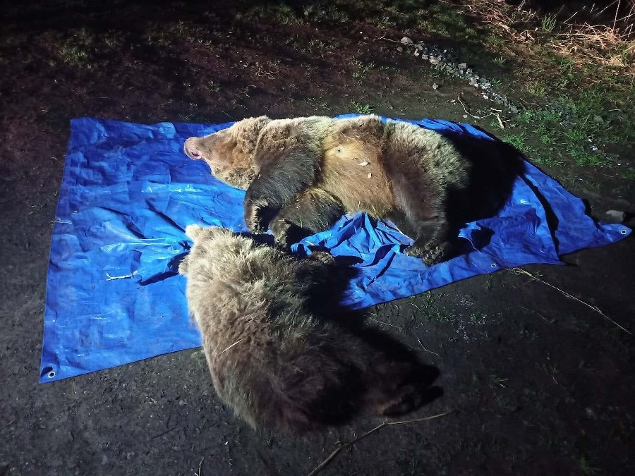 Zastrelená medvedica s mláďaťom
