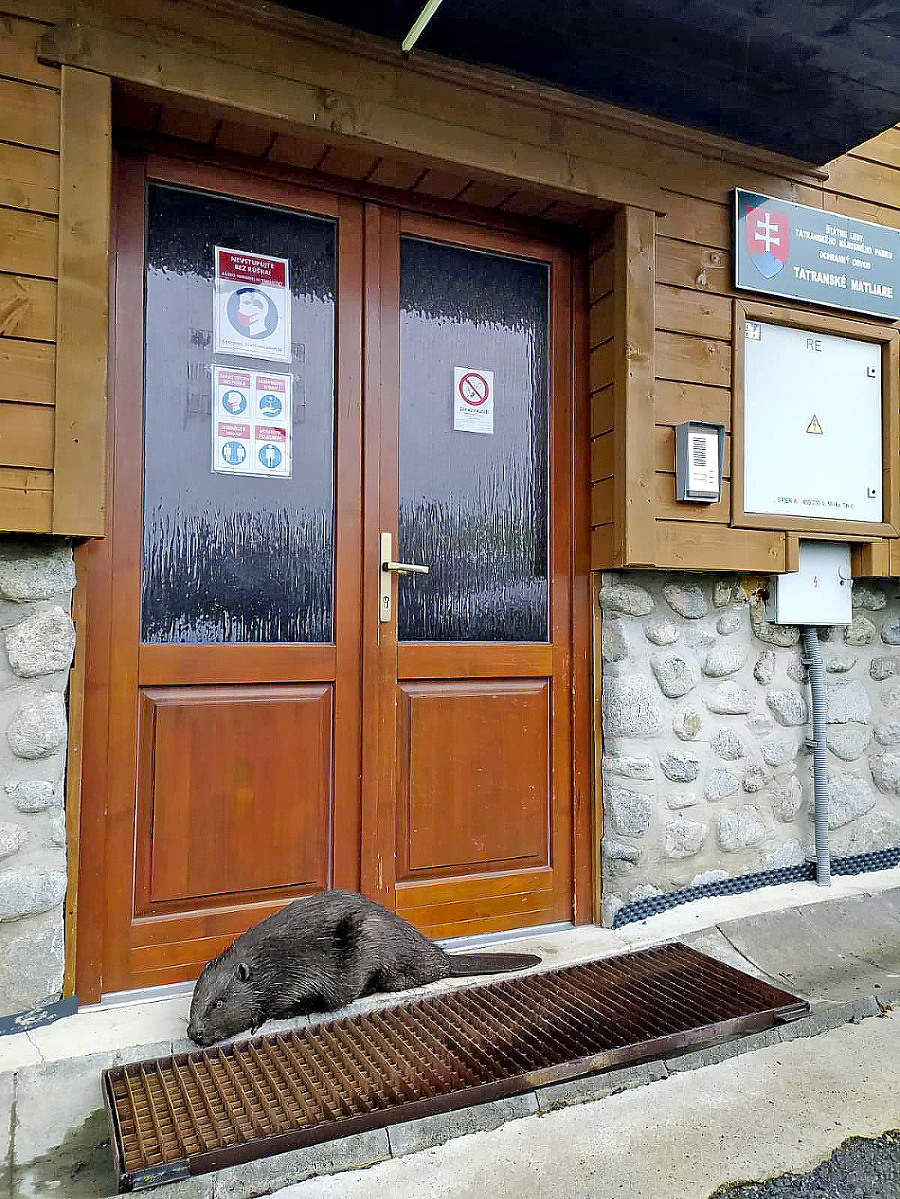 Pred vchodom
do budovy
lesníkov ležal
veľký