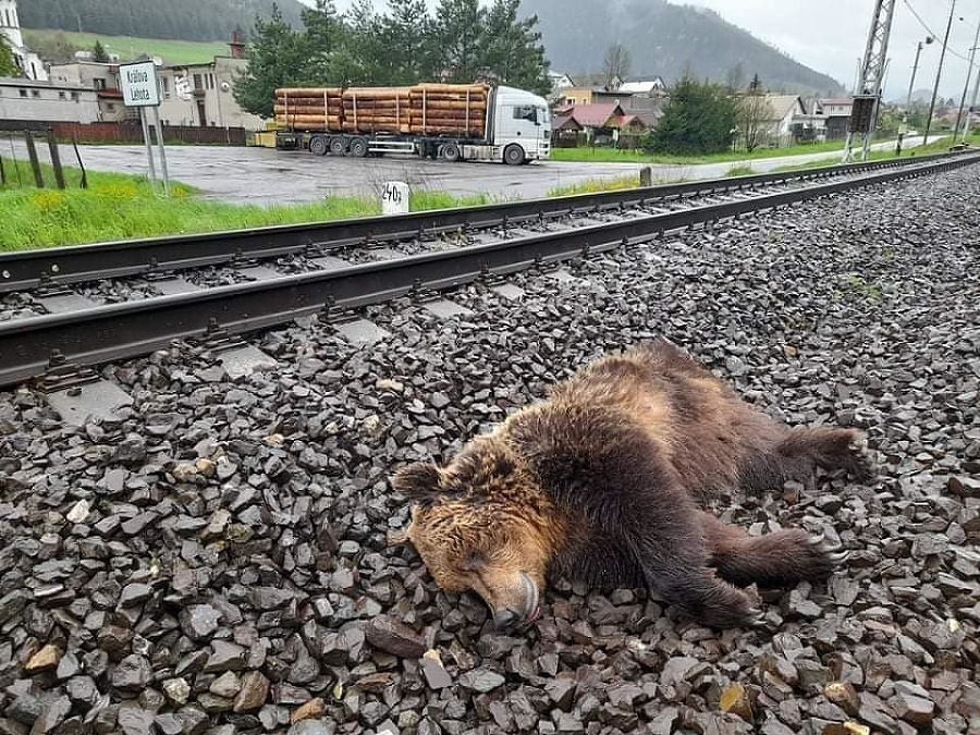 Medveď na trati a v pozadí kamión s drevom.