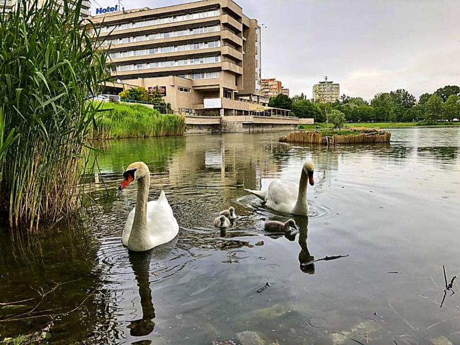 Štrkovec, 24.5.2019 - Samček