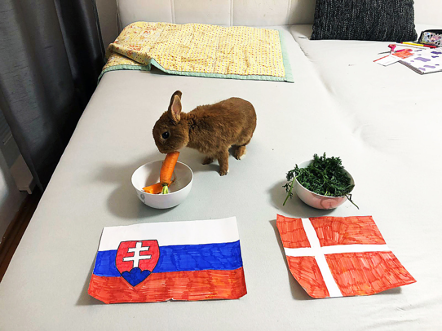 Zajko Max si pochutnával na mrkve pri miske so slovenským znakom.