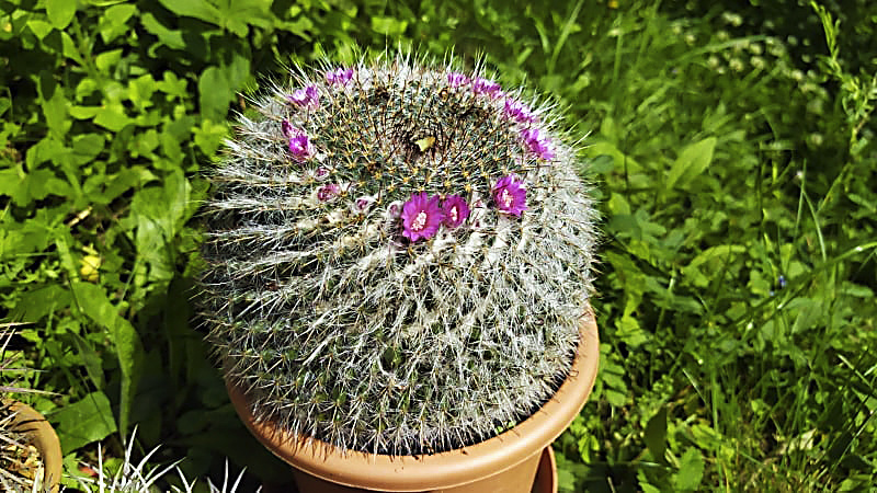 Mammillaria