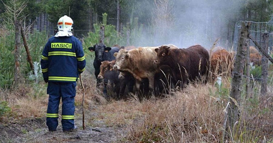 Býka hľadali hasiči pomocou
