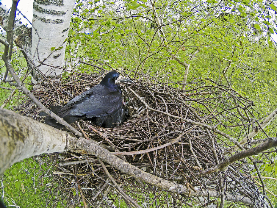 V lokalite hniezdi
kolónia havranov
čiernych.