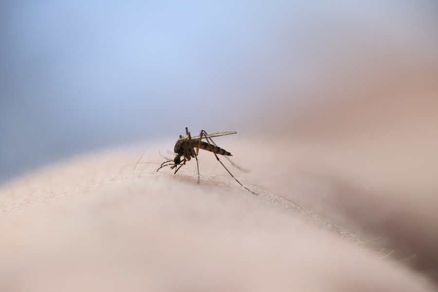 Komáre môžu prenášať choroby.