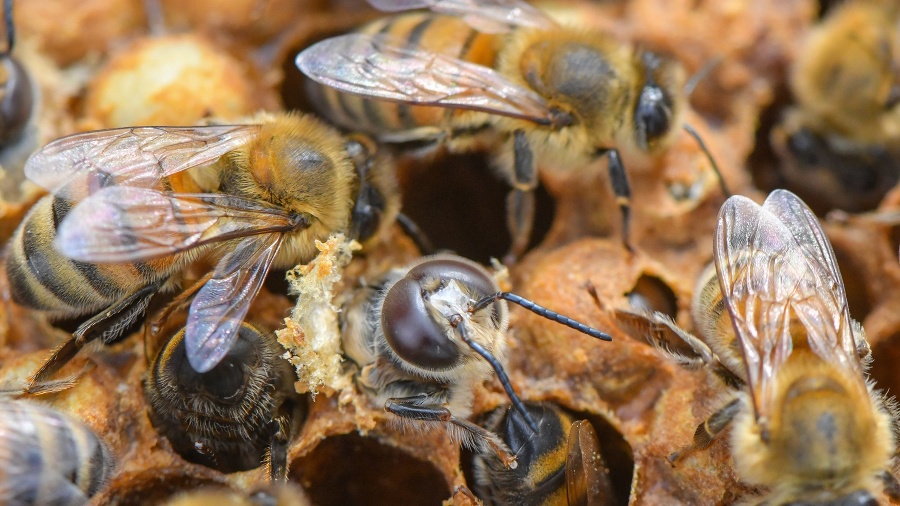 Päť včelstiev má domov