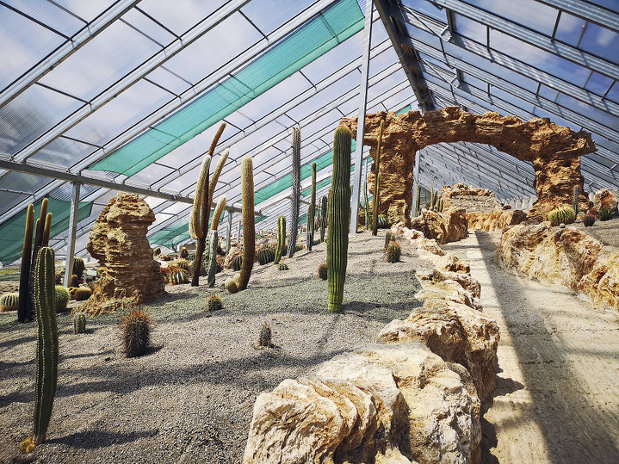 V skleníku rastie 1 500 kaktusov. 