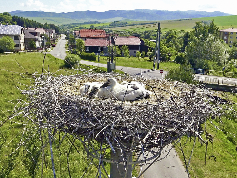 V hniezdach našli najmenej