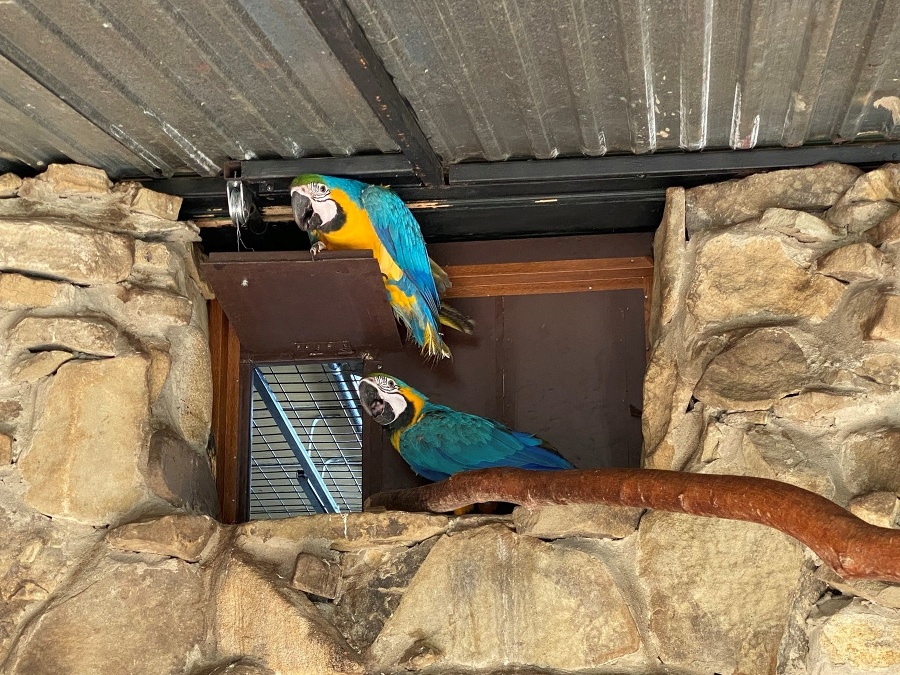 Papagáje Ara v Parku