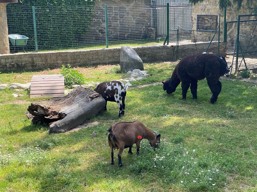 Park zvierat v Stropkove.