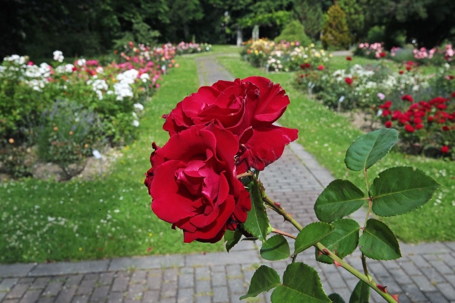 Ružový park čaká obnova.