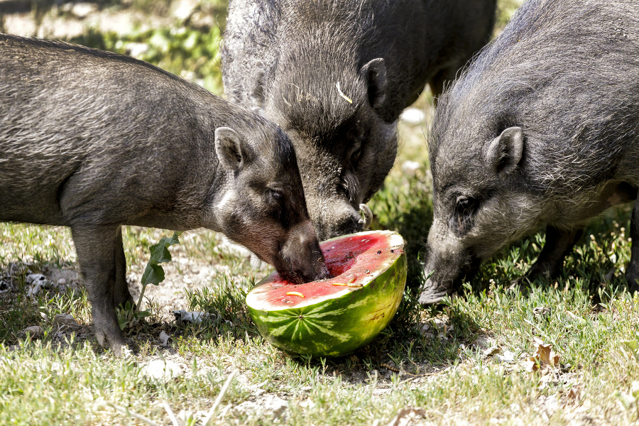 Zvieratám v zoo pomáhajú zvládať horúčavy nanuky i sprchy.