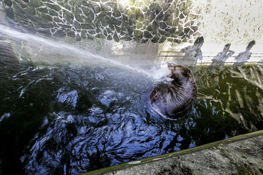 Zvieratám v zoo pomáhajú zvládať horúčavy nanuky i sprchy.