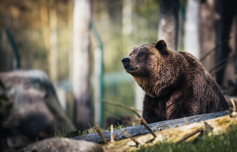 Medveď v Kežmarku ohrozil