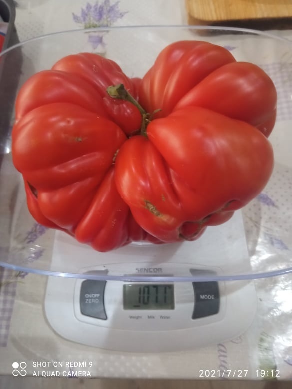 Obrovská paradajka je zo
