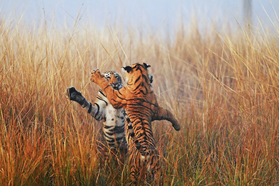 Tigre sú extrémne teritoriálne a bojujú s každým zvieraťom, ktoré naruší ich teritórium.