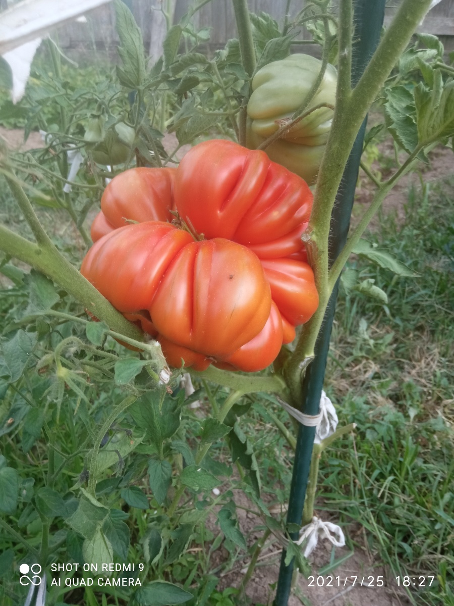 Máriina paradajka  vážila