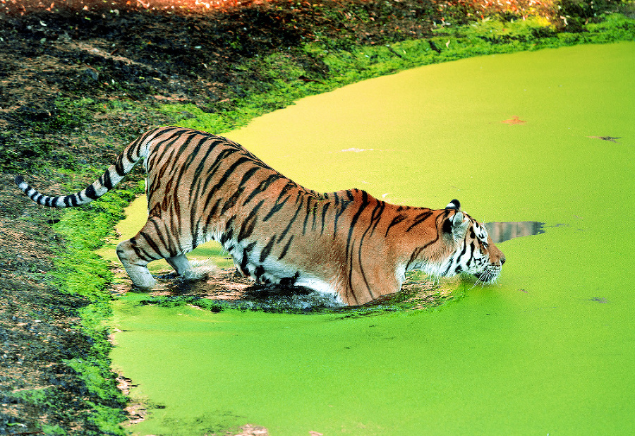 Rozhorúčený tiger bez váhania vkročil do vody.