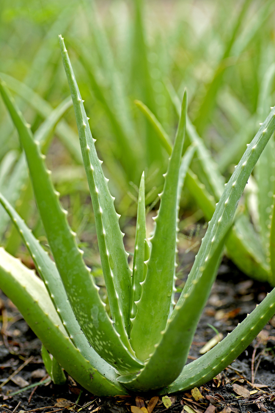 Aloe vera.