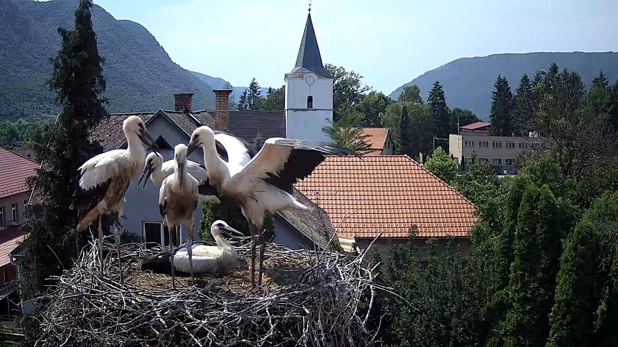 12. júla - Mláďatá už stoja na hniezde a rozťahujú krídla, rozcvičujú sa na svoj prvý let.